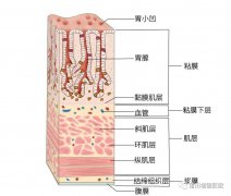 【消化胃肠】莆田福德消化专家教你认识慢性非萎缩性胃炎（慢性浅表性胃炎）