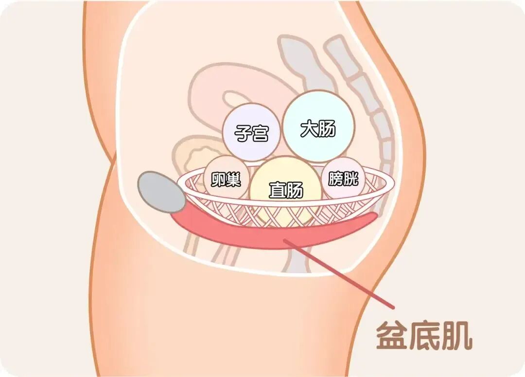【福德康复】关注盆底健康，守护幸福“底”线